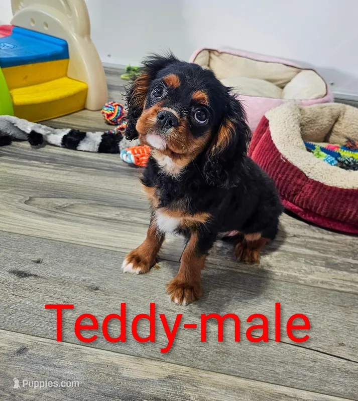 Teddy – Cavalier King Charles Spaniel puppy for sale in Rock Valley, IA