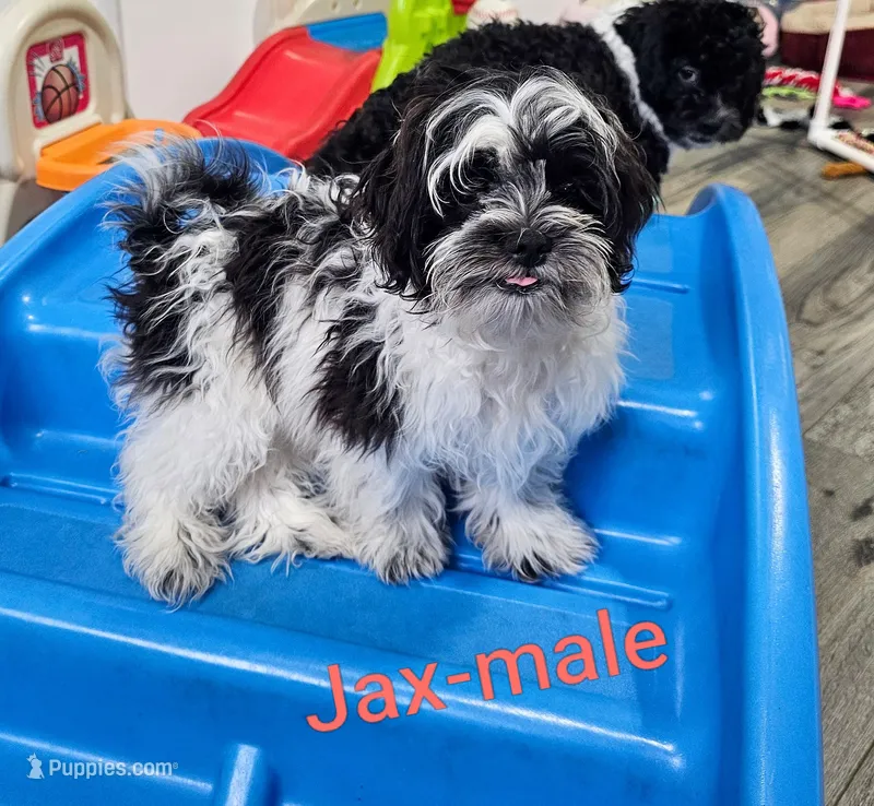 Jax – Shihpoo puppy for sale in Rock Valley, IA