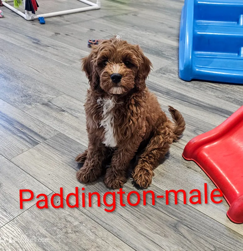 Paddington  – Miniature Goldendoodle puppy for sale in Rock Valley, IA