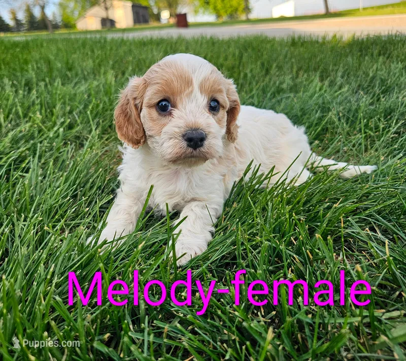 Melody – Cavapoo puppy for sale in Rock Valley, IA