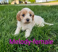 Melody, a female Cavapoo for sale in Rock Valley, IA – 1 of 1