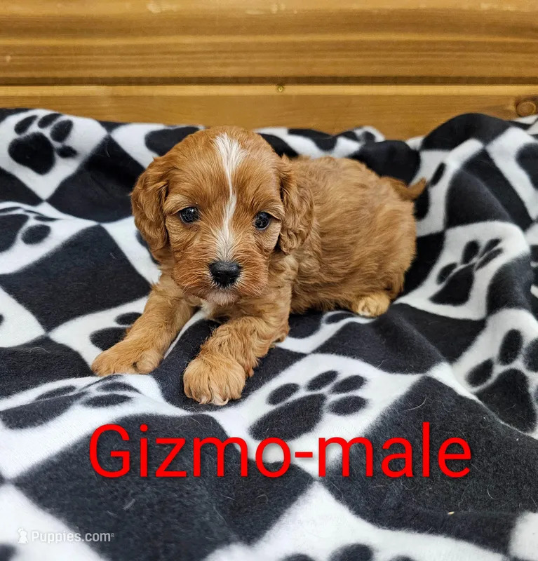 Gizmo – Cavapoo puppy for sale in Rock Valley, IA
