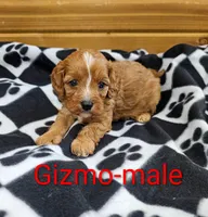 Gizmo, a male Cavapoo for sale in Rock Valley, IA – 1 of 1