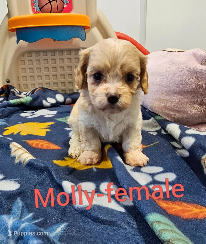 Molly – Cavachon puppy for sale in Rock Valley, IA