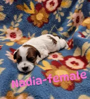 Nadia, a female Shihpoo for sale in Rock Valley, IA – 1 of 1
