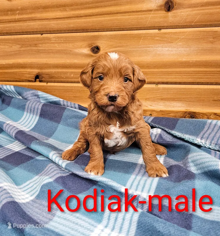 Kodiak – Miniature Goldendoodle puppy for sale in Rock Valley, IA