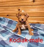 Kodiak, a male Miniature Goldendoodle for sale in Rock Valley, IA – 1 of 2