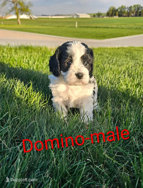 Domino – Cavapoo puppy for sale in Rock Valley, IA
