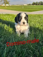 Domino, a male Cavapoo for sale in Rock Valley, IA – 2 of 2
