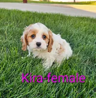 Kira, a female Cavapoo for sale in Rock Valley, IA – 3 of 6