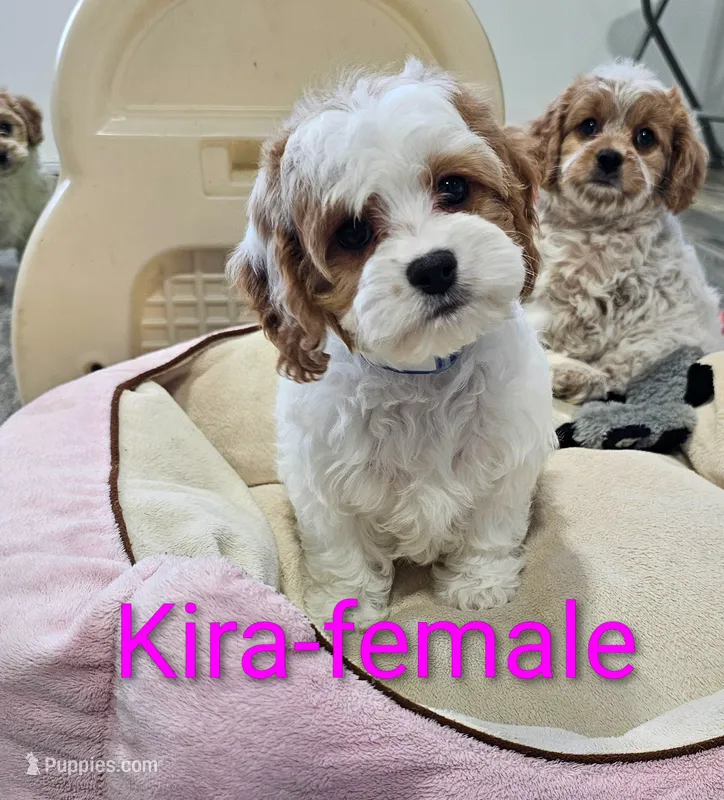 Kira – Cavapoo puppy for sale in Rock Valley, IA