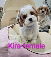 Kira, a female Cavapoo for sale in Rock Valley, IA – 1 of 7