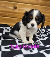 processed/37a7b8d0-ded4-4e9b-a3a8-fb85d0e7f857/listing/1da76238-aace-4bf8-9282-2b9a21275cfe/eddd134e-8547-4f69-abe9-0e4013d6b123