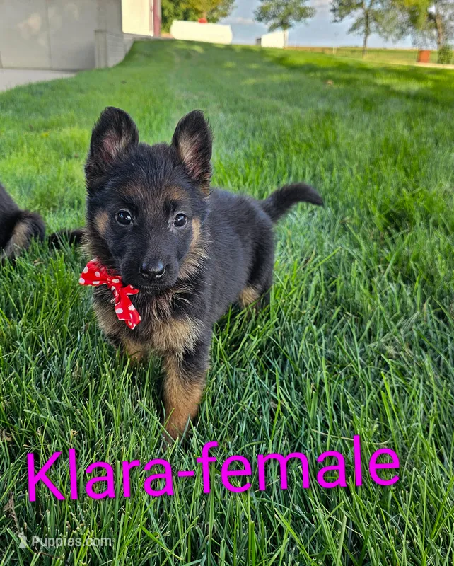 Klara – German Shepherd Dog puppy for sale in Rock Valley, IA