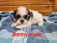 Benny, a male Shihpoo for sale in Rock Valley, IA – 3 of 4