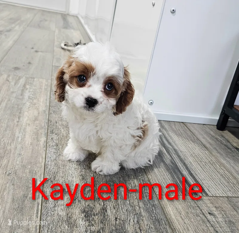 Kayden – Cavapoo puppy for sale in Rock Valley, IA