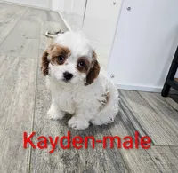 Kayden, a male Cavapoo for sale in Rock Valley, IA – 2 of 4