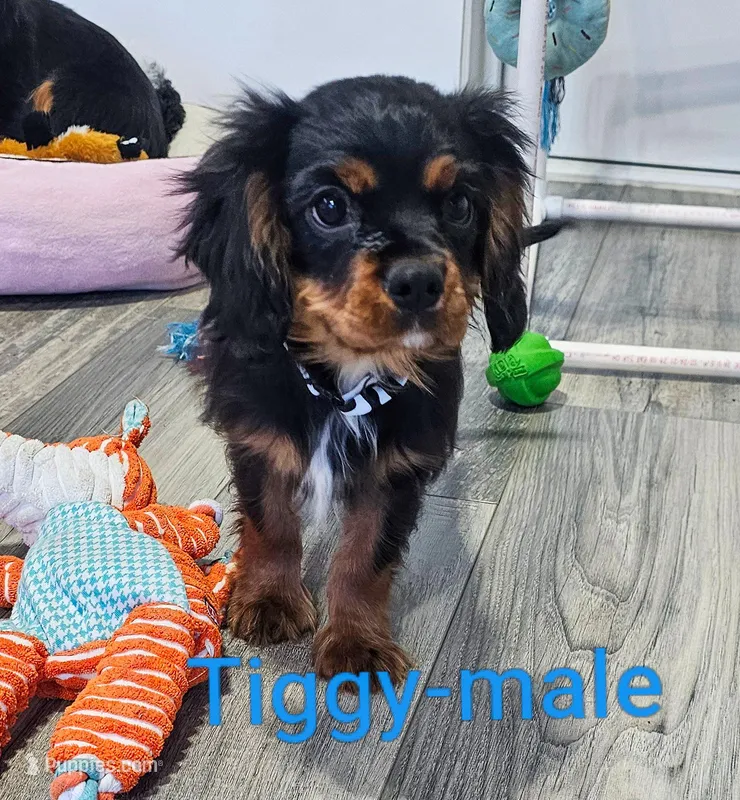 Tiggy – Cavalier King Charles Spaniel puppy for sale in Rock Valley, IA