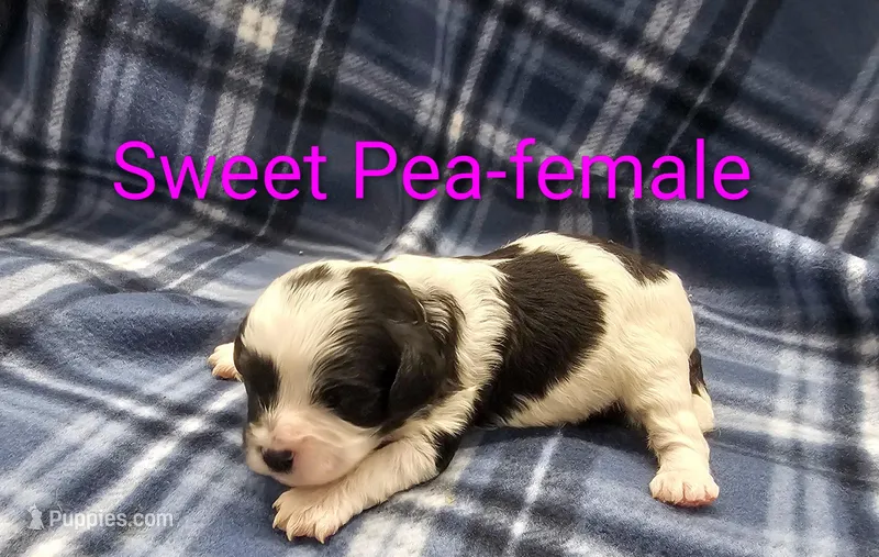 Sweet Pea – Cavapoo puppy for sale in Rock Valley, IA