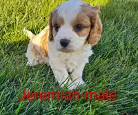 Jeremiah , a male Cavapoo for sale in Rock Valley, IA – 2 of 2