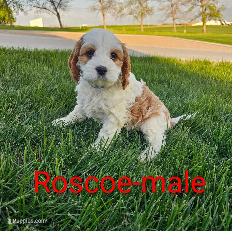 Roscoe – Cavapoo puppy for sale in Rock Valley, IA