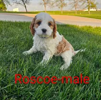 Roscoe, a male Cavapoo for sale in Rock Valley, IA – 1 of 4