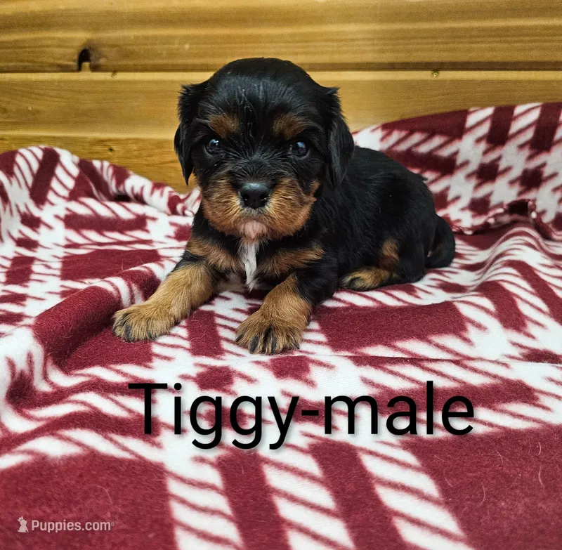 Tiggy – Cavalier King Charles Spaniel puppy for sale in Rock Valley, IA