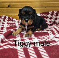 Tiggy, a male Cavalier King Charles Spaniel for sale in Rock Valley, IA – 1 of 1