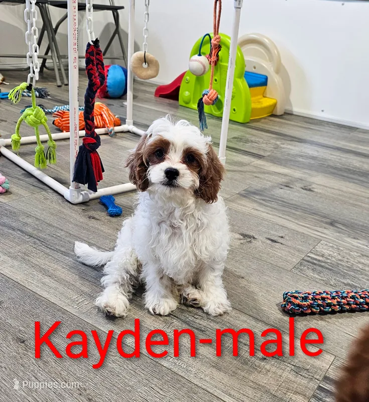 Kayden – Cavapoo puppy for sale in Rock Valley, IA
