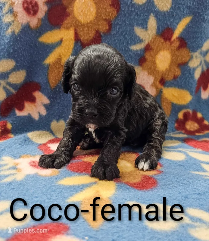 Coco – Cavapoo puppy for sale in Rock Valley, IA
