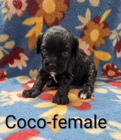 Coco, a female Cavapoo for sale in Rock Valley, IA – 1 of 1