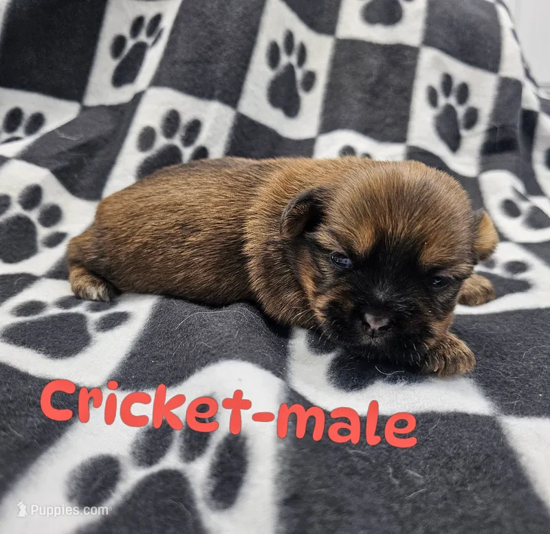 Cricket, a male Shorkie for sale in Rock Valley, IA – 1 of 1