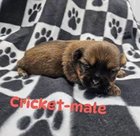 Cricket, a male Shorkie for sale in Rock Valley, IA – 1 of 1