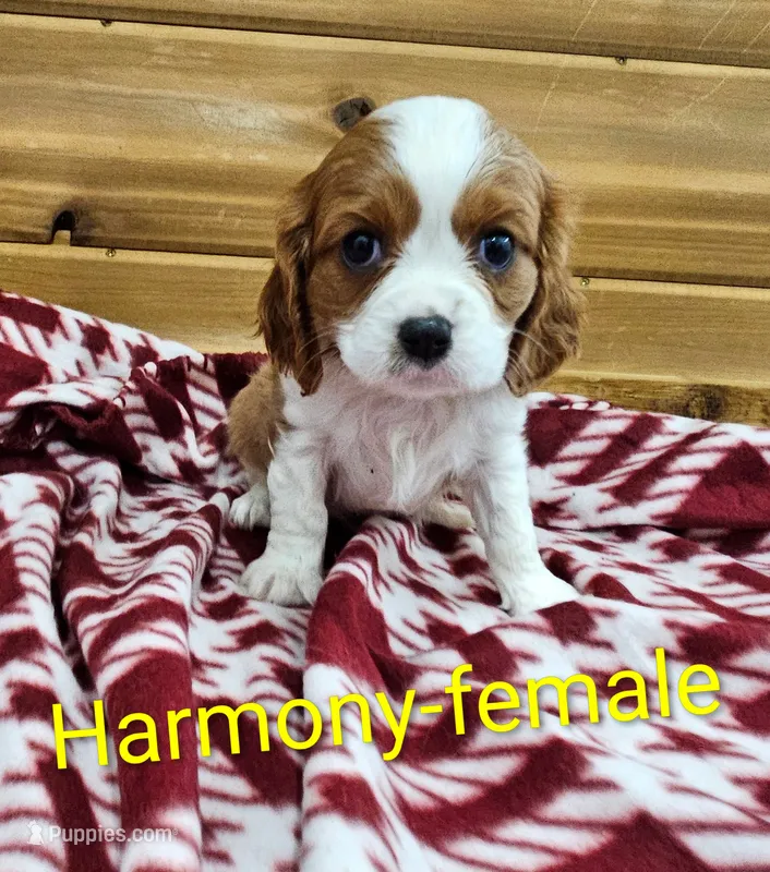 Harmony – Cavalier King Charles Spaniel puppy for sale in Rock Valley, IA
