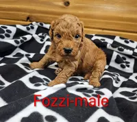 Fozzi, a male Miniature Goldendoodle for sale in Rock Valley, IA – 1 of 2