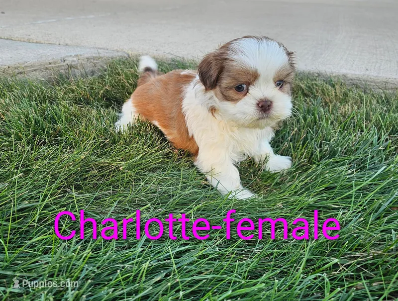 Charlotte  – Shih Tzu puppy for sale in Rock Valley, IA