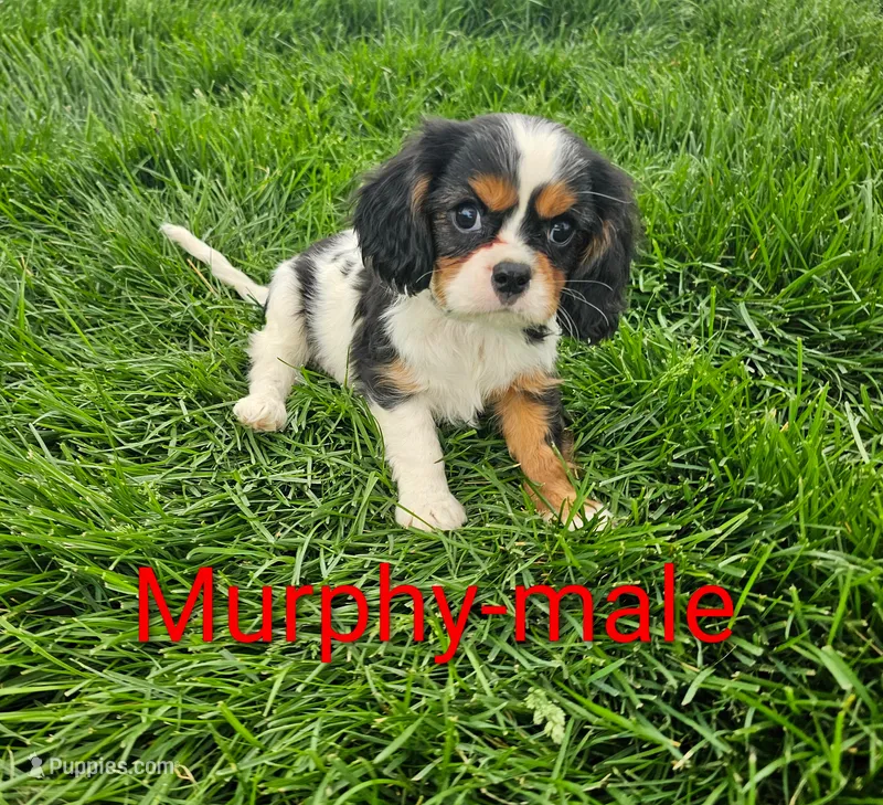 Murphy – Cavalier King Charles Spaniel puppy for sale in Rock Valley, IA