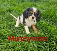 Murphy, a male Cavalier King Charles Spaniel for sale in Rock Valley, IA – 1 of 4