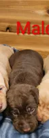 Chip, a male Labrador Retriever for sale in Rock Valley, IA – 2 of 2