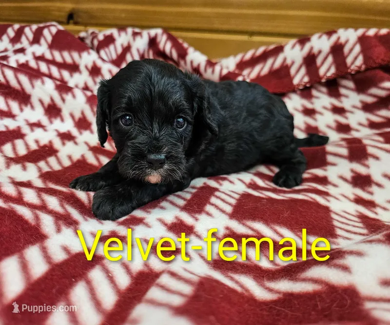 Velvet – Cavapoo puppy for sale in Rock Valley, IA