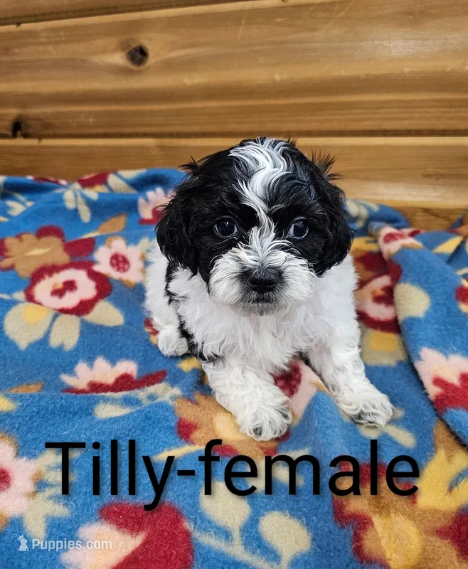 Tilly – Shihpoo puppy for sale in Rock Valley, IA