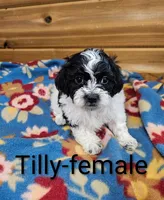 Tilly, a female Shihpoo for sale in Rock Valley, IA – 3 of 4