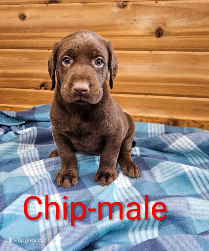 Chip – Labrador Retriever puppy for sale in Rock Valley, IA