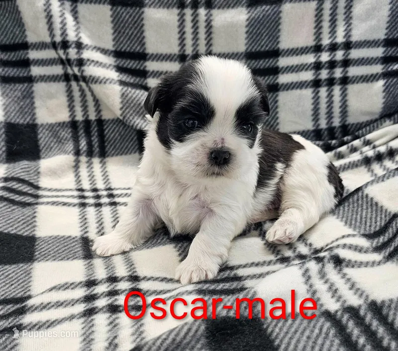 Oscar – Shih Tzu puppy for sale in Rock Valley, IA
