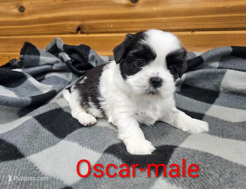 Oscar – Shih Tzu puppy for sale in Rock Valley, IA