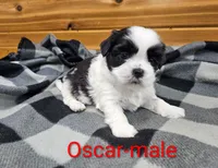 Oscar, a male Shih Tzu for sale in Rock Valley, IA – 3 of 4