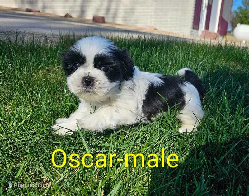 Oscar – Shih Tzu puppy for sale in Rock Valley, IA