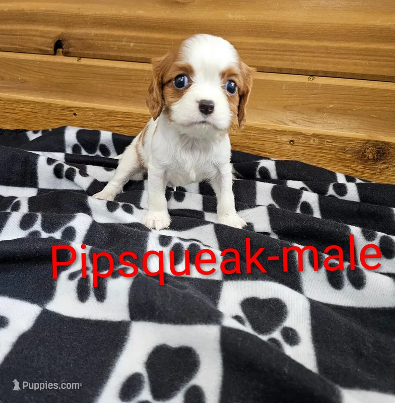 Pipsqueak – Cavalier King Charles Spaniel puppy for sale in Rock Valley, IA