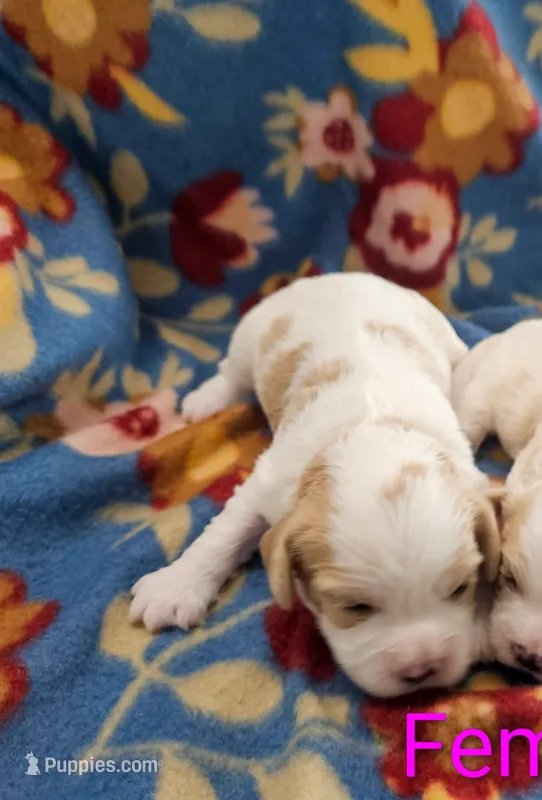 Sky – Cavachon puppy for sale in Rock Valley, IA