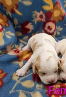 Hope, a female Cavachon for sale in Rock Valley, IA – 2 of 3
